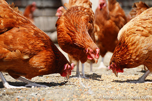 Zwangsjodierung von tierischen Produkten kann zu einer gesundheitsgefährdenden Vielfachjodierung von Grundnahrungsmitteln führen.